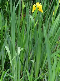 Image result for Iris pseudacorus