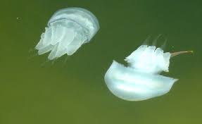 Ana sayfa > yaşam > marmara'daki deniz salyaları dünya basınında. Karasu Limani Ndaki Denizanalari Vatandaslari Tedirgin Etti