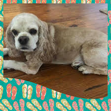 The muzzle is equal in length to the skull and plushy, but not overdone. the cocker spaniel head is equally distinctive with its shorter muzzle, deep stop (versus the moderate stop on the ecs), rounded. Obg Cocker Spaniel Rescue Another Summer Hair Cut Alert Truffles 12 Is Looking Beach Ready With Her New Sleek Style You Look Pawtastic Truffles Facebook