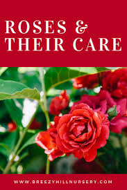 Whatever method you use, be sure to take care of your roses prior to cutting to ensure you get the best result. Roses Their Care A Breezy Hill Nursery Guide To Roses Their Care