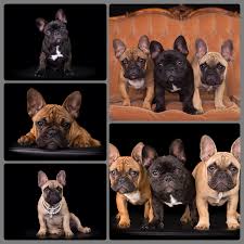 The french bulldog or «frenchie» evolved from the fighting bulldogs of the early 1800's. Starzlechien French Bulldog Breeder Brisbane Qld
