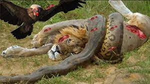 Check out our lion vs snake selection for the very best in unique or custom, handmade pieces from our shops. Most Amazing Wild Animal Attacks Lion Vs Snake Vs Eagle Craziest Animal Fights Video Dailymotion