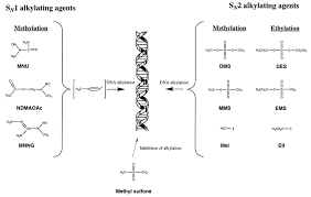 Image result for Alkylating Agent