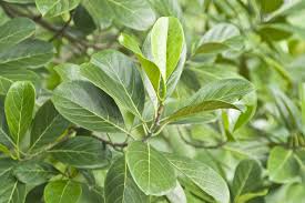 The most common symptoms associated with hydrangea poisoning are related to the gastrointestinal tract. Ficus Poisoning In Dogs Symptoms Causes Diagnosis Treatment Recovery Management Cost