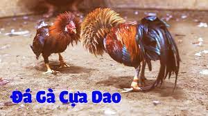 Đá Gà Cựa Sắt Trực Tiếp Hôm Nay - Đá Gà Thomo Mới Nhất - Tìm Hiểu Bản Đồ Việt Nam Thế Giới - Tin Tức Gà Đá Mỹ