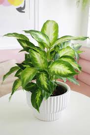 Image result for beautiful dieffenbachia