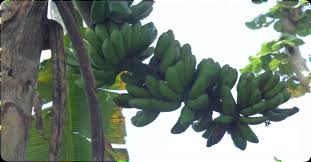 Buah ini mempunyai bentuk yang tersusun rapi di dalam tandan dan saat ia sudah matang, warnanya yang awalnya hijau bisa berubah menjadi berwarna kuning menandakan buah pisang matang. Https Www Researchgate Net Profile Lia Hapsari Publication 324797341 Laporan Eksplorasi Keragaman Pisang Musaceae Di Wilayah Kabupaten Malang Links 5ae2e9460f7e9b28594a4034 Laporan Eksplorasi Keragaman Pisang Musaceae Di Wilayah Kabupaten Malang Pdf