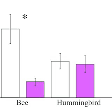 This flowering perennial is a wetland plant and will attract hummingbirds and native bees when planted in a rain garden, swale or pond edge. Visitation Rate Of Bees And Hummingbirds On White And Pink Flowers Of Download Scientific Diagram