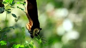This subfamily has no tribes and one genus. Oriental Giant Squirrel Black Giant Stock Footage Video 100 Royalty Free 8369305 Shutterstock