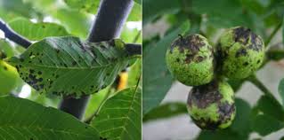 Image result for Walnut blight
