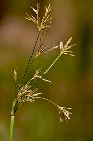 Image result for Cyperus articulatus