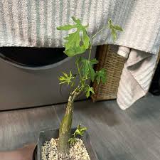 Image result for Cissus rubiginosa