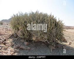 Image result for Adenolobus pechuelii