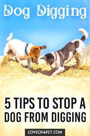 Dog Training Long Beach Dog Training Omaha Dog Training 101 How To Socialize In Home Dog Training Classes Near Me Dog Dog Training Videos Dogs Dog Training Videos Agility Training For Dogs