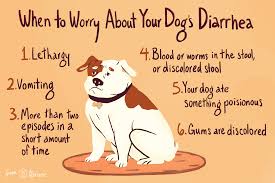 So you may need to take extra care to make sure that picky drinkers get enough water. What To Do If Your Dog Has Diarrhea