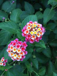 Pink And Yellow Lantana Flowers Great For The Texas Heat Yellow Lantana Lantana Making Plant Pots