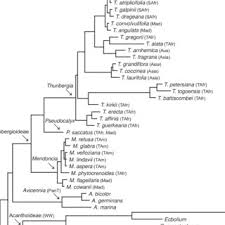 Image result for Pseudocalyx saccatus