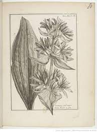 Gentiane Jaune Traite Historique Des Plantes Qui Croissent Dans La Lorraine Et Les Trois Eveches Par P J Buchoz 176 Historique Dessin Planche Botanique