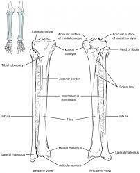 The muscles of the lower leg can divided into 3 main groups: Bones Of The Lower Limb Anatomy And Physiology Lower Limb Anatomy And Physiology Anatomy