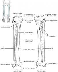 Posted on april 18, 2019april 18, 2019. Bones Of The Lower Limb Anatomy And Physiology Lower Limb Anatomy And Physiology Physiology
