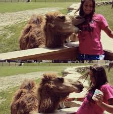 A family in the midwest bit off more than they could chew in a close encounter with a hungry camel. Biting Nacho Donut