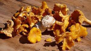 Funghi che raccolgo e come cucinarli. Finferli 10 Ricette Per Cucinare I Funghi Gallinacci Greenme