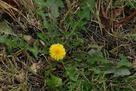 Image result for Taraxacum sp.