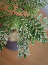 Image result for Phyllanthus muellerianus