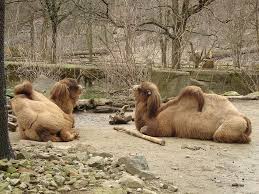 Together with dromedary we do various journey by hitchiking. Royalty Free Bactrian Photos Free Download Pxfuel