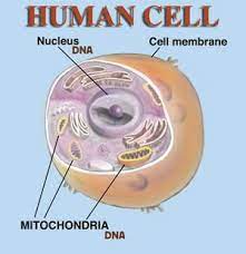 Pin By Tammy Frank On The Human Body A View Within Science Cells Mitochondria Cell Membrane