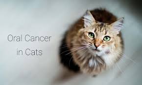 What are some of the symptoms of feline cancers? Oral Cancer In Cats Cat World