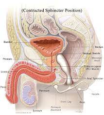 Evaluation of an At-Home-Use Prostate Massage Device for Men with Lower  Urinary Tract Symptoms