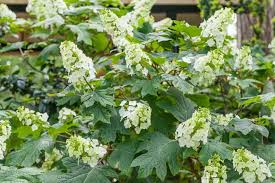 Image result for Hydrangea quercifolia