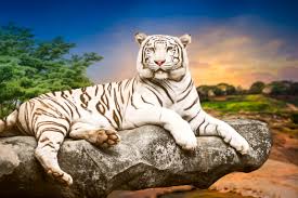 Ver más ideas sobre fondos de pantalla pc, descargar fondos de pantalla para pc, fondos de escritorio. Tigre Branco 4k Ultra Papel De Parede Hd Plano De Fundo 4600x3071