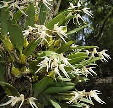 Image result for Bulbophyllum X chikukwa