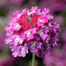 Acheter Verveine Hybrida Lanai Twister Burgundy Et Autres Plantes Sur Coclicoh Fleur Jardiniere Verveine Plante