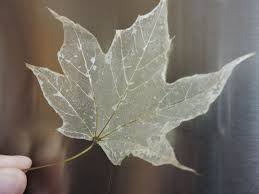 Maybe you would like to learn more about one of these? Make Leaf Skeletons Now To Use In Your Halloween Decorations Next Month New Technique Works Better Leaf Projects Leaf Skeleton Leaf Crafts