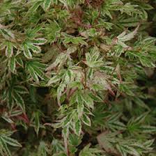From small weepers through to small, medium and large shade and autumn colouring trees, the options they offer for garden design are almost limitless. Alpenweiss Variegated Dwarf Japanese Maple Acer Palmatum Alpenweiss In Vancouver Victoria Burnaby Penticton Coquitlam British Columbia Bc At Gardenworks
