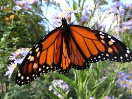 What are the shipping options for bushes? How To Help Monarch Butterflies Without Poisoning Them Michigan Radio