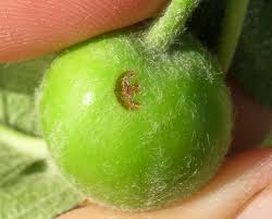 Signs of disease include powdery mildew, hard knots or swelling on branches, leaf spot, and discolored or wilted leaves. Insect Pests Cooperative Extension Tree Fruits University Of Maine Cooperative Extension