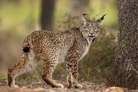 Come meet ubisoft redlynx, our multiplatform game development studio located in helsinki, one of the world's top cities to live in. Endangered Iberian Lynx Population Jumps 10 Fold Cgtn