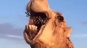 So camels actually have super thick lining the inside of their mouth which is more than substantial enough to eat and chew on cacti, they basically chew until the spikes barely matter and their digestive systems are insane, their entire biology has been amazingly adapted to their environment. Top 30 Camel Eating Gifs Find The Best Gif On Gfycat