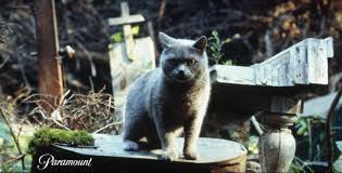 Pet sematary takes its source material in a few different directions, but this remake feels like an exhuming almost as often pet sematary quotes. Internet Reacts To Stephen King S Pet Sematary 2019 Trailer Watch Ibtimes India