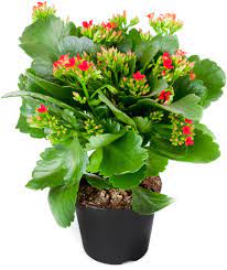 Kalanchoe Kopen En Verzorging Goede Groei
