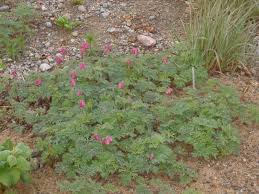 Image result for Mohria vestita