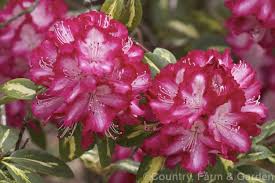 Rhododendron President Roosevelt Photo In 2020 Flowers Trees To Plant Red Flowers