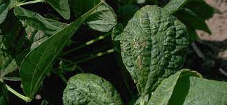 Measures that reduce aphid populations will cut the risk of this and other viral diseases in the garden. Bean Mosaic Virus Guide