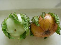 Image result for Solanum macrocarpon