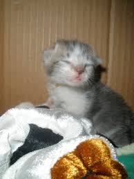 Kittens may be introduced to canned kitten food at this time. How Long Does It Take Kittens Eyes To Open Cats Dig Poetry