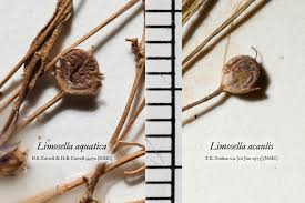 Image result for Limosella